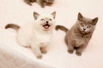 Fototapeta na wymiar Sitting kittens