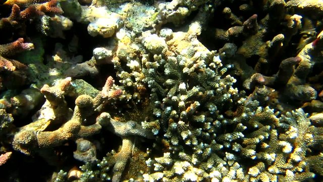 Sealife