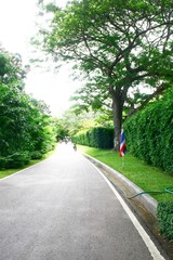 Fototapeta na wymiar path way to walk in grern park for relax