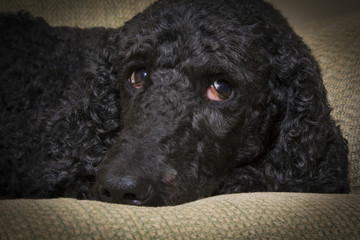 Blue Standard Poodle 3