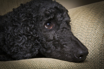 Blue Standard Poodle 4