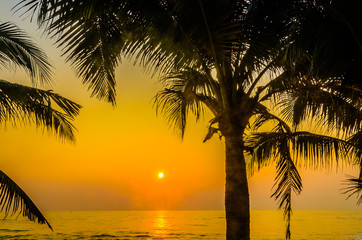 Silhouette palm sunset