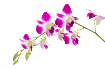 Obraz premium Purple orchid flower isolated white background
