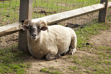 Fototapeta premium Petting Zoo
