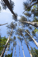 Pine Trees and Blue Skies