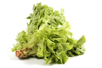 Fresh the lettuce