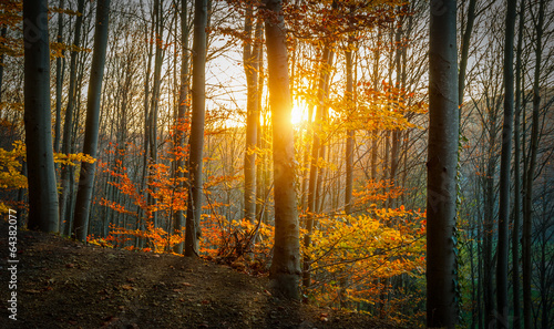Осенний лес, лучи солнца бесплатно