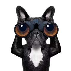 Printed kitchen splashbacks Crazy dog dog looking through binoculars