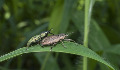 Black beetle pair mating on leaf