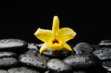 still life with yellow orchid on wet pebbles