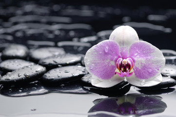 spa concept –white orchid