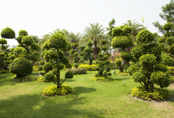 Fototapeta na wymiar Bonsai garden