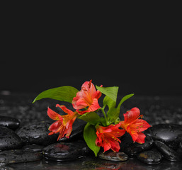 Flowering of the red lily with zen stones