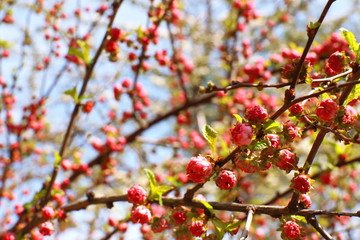 Beautiful fruit blossom, outdoors