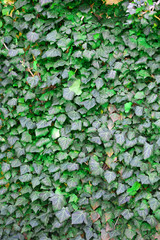 Ivy on wall background