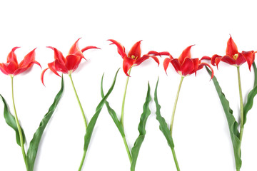 Beautiful red tulips, isolated on white
