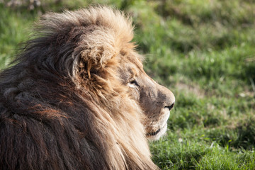 Lion 5