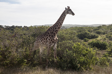 Giraffe in South Africa