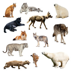 Obraz premium Set of predatory mammals. Isolated over white