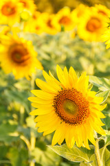 Close-up of sun flower