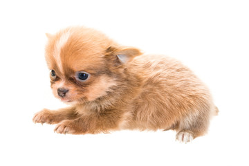Chihuahua puppy