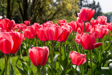 Obraz premium Red tulips blossoms