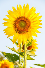 Close-up of sun flower