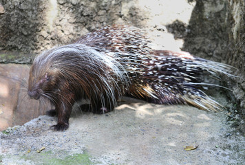 porcupine sitting