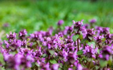 Purple dead nettle