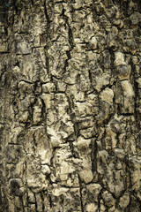 Bark Tree