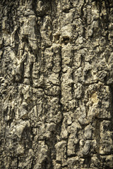 Bark Tree