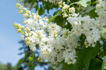 White lilac
