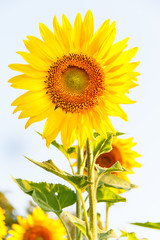 Close-up of sun flower