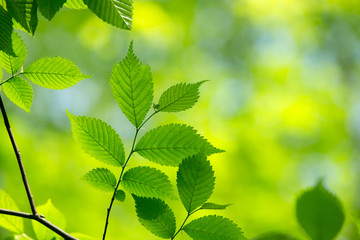 natural green background