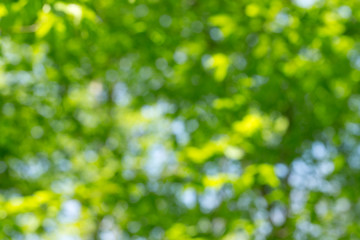 Fototapeta premium natural green background