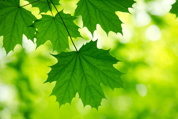 natural green background