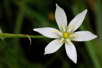Ornithogalum umbellatum