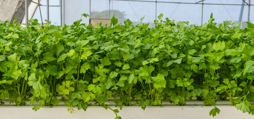 Leaf celery hydroponic vegetables plantation