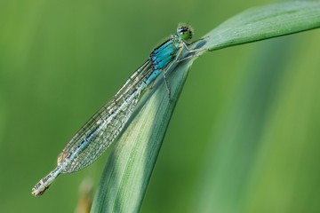 Ischnura pumilio, femmina androcroma