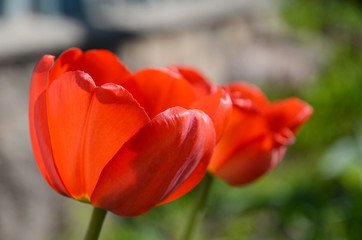 Tulips at home