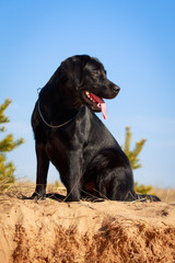 black  labrador retriever dog