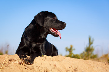 black  labrador retriever dog