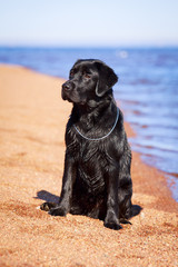black  labrador retriever dog