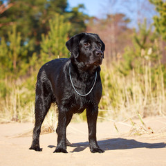 black  labrador retriever dog