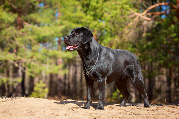 black  labrador retriever dog