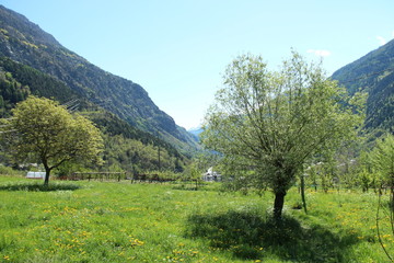 Albero Isolato