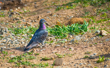Grey city pigeon. Selective focus.