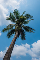 coconut palm tree and blue sky