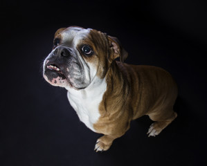 Fototapeta premium English bulldog