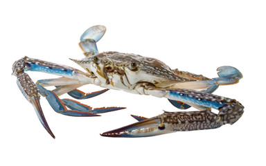 Raw blue crab © Andrei Starostin